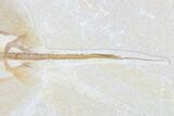 Fossil Juvenile Stingray (Heliobatis) - Wyoming #172941-3